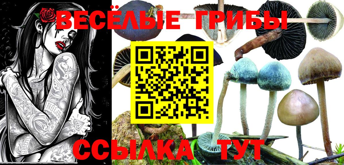 Псилоцибиновые грибы Psilocybine cubensis Оренбург